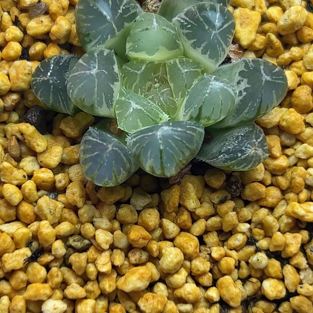 变异糊斑十二卷多肉