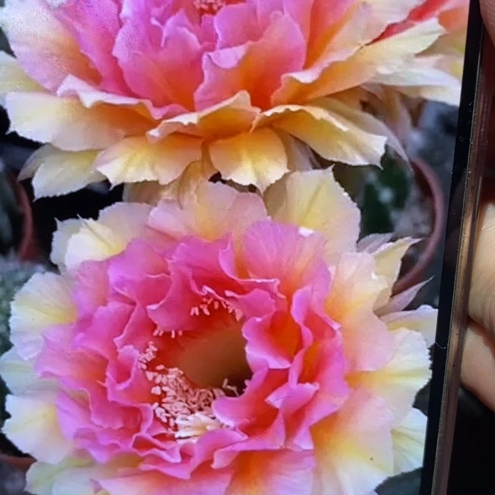 彩草42号侧芽4.5-5公分左右