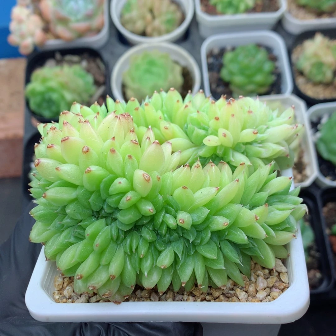 58包邮  群生不包整麦秆缀104