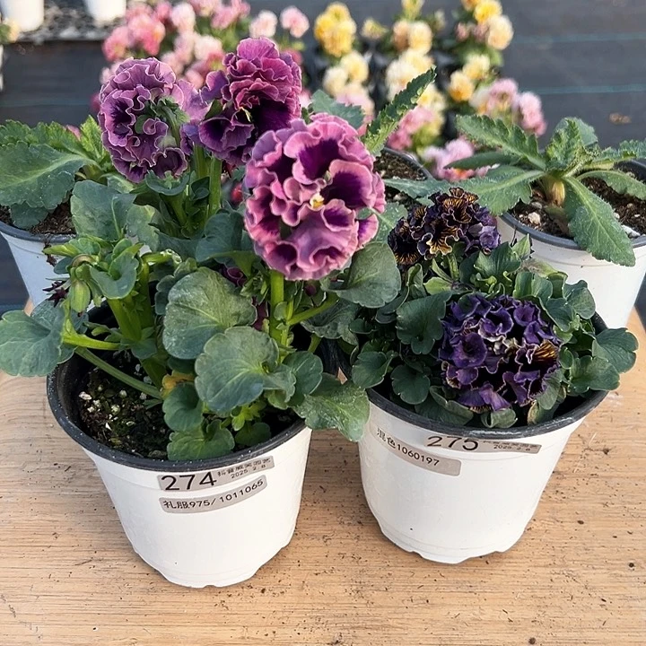 水晶抖音直播闪拍274-275