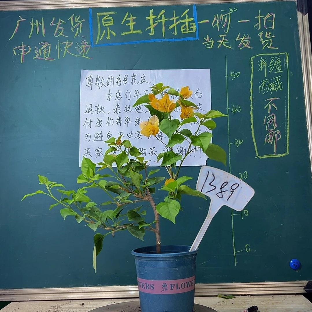 当前无花栽培后可以开花金色光辉1389