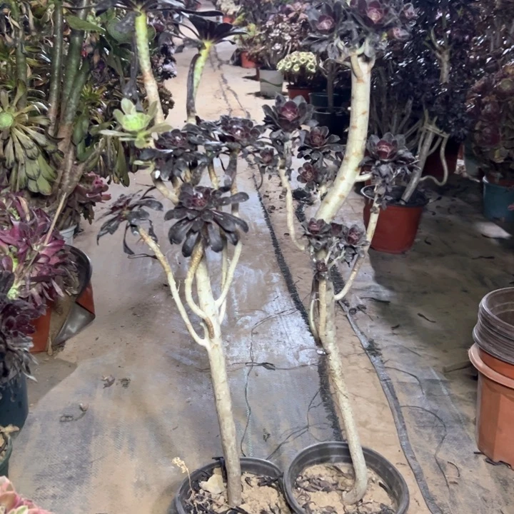 8二颗多肉多肉多肉多肉