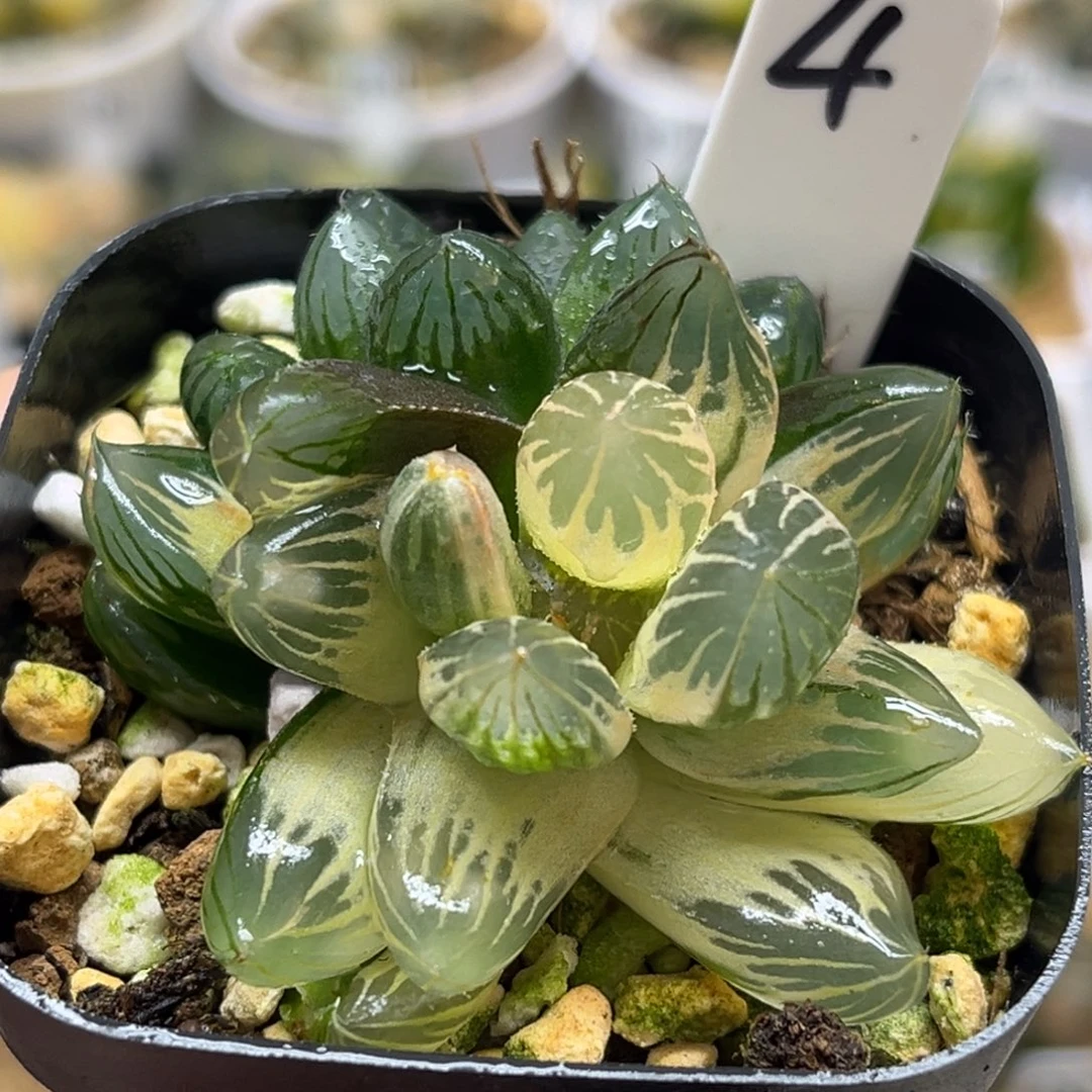 4糊斑龙爪玉露锦（有点畸形介意勿拍）福利专场