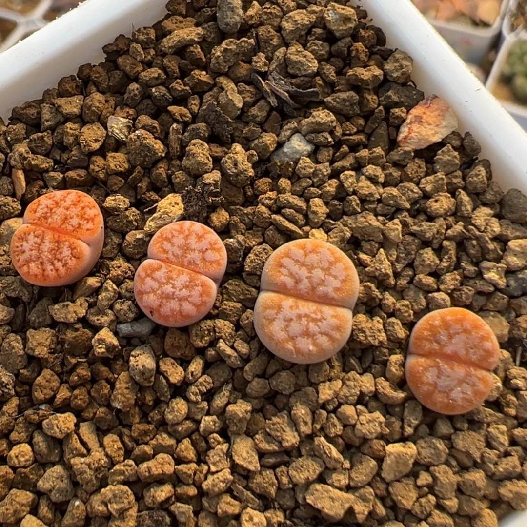 80多肉植物百科植物