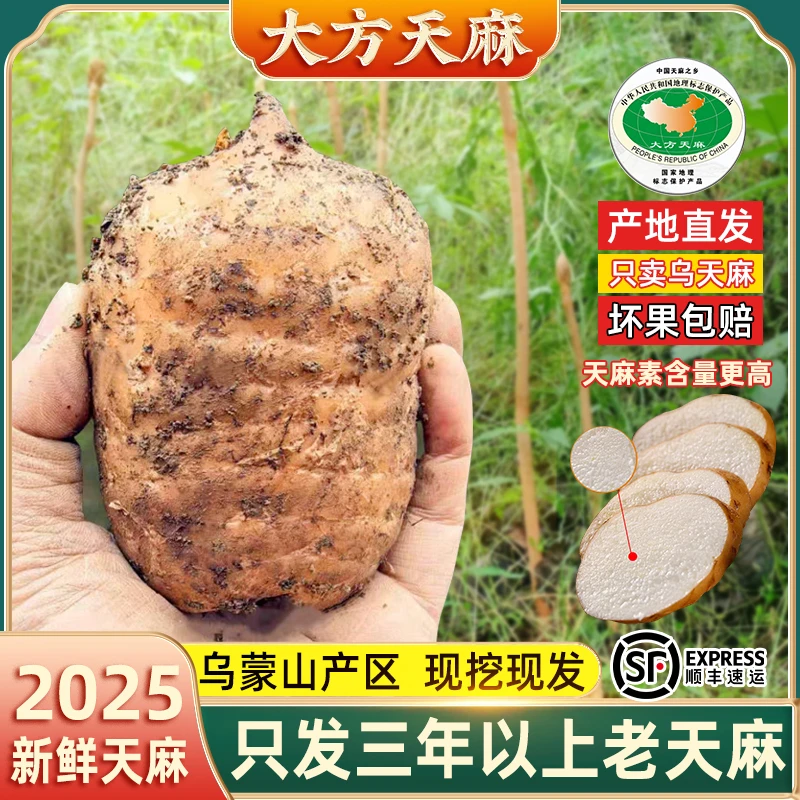 【顺丰包邮】新鲜大方天麻现挖高山仿野生贵州天麻非云南小草坝天麻