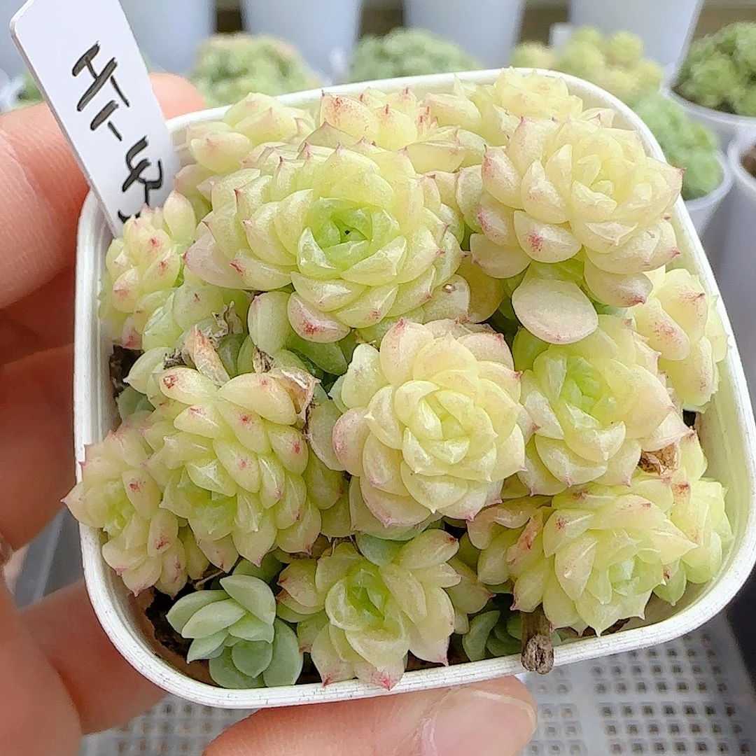 【闪购商品】0925-51（ht-43）