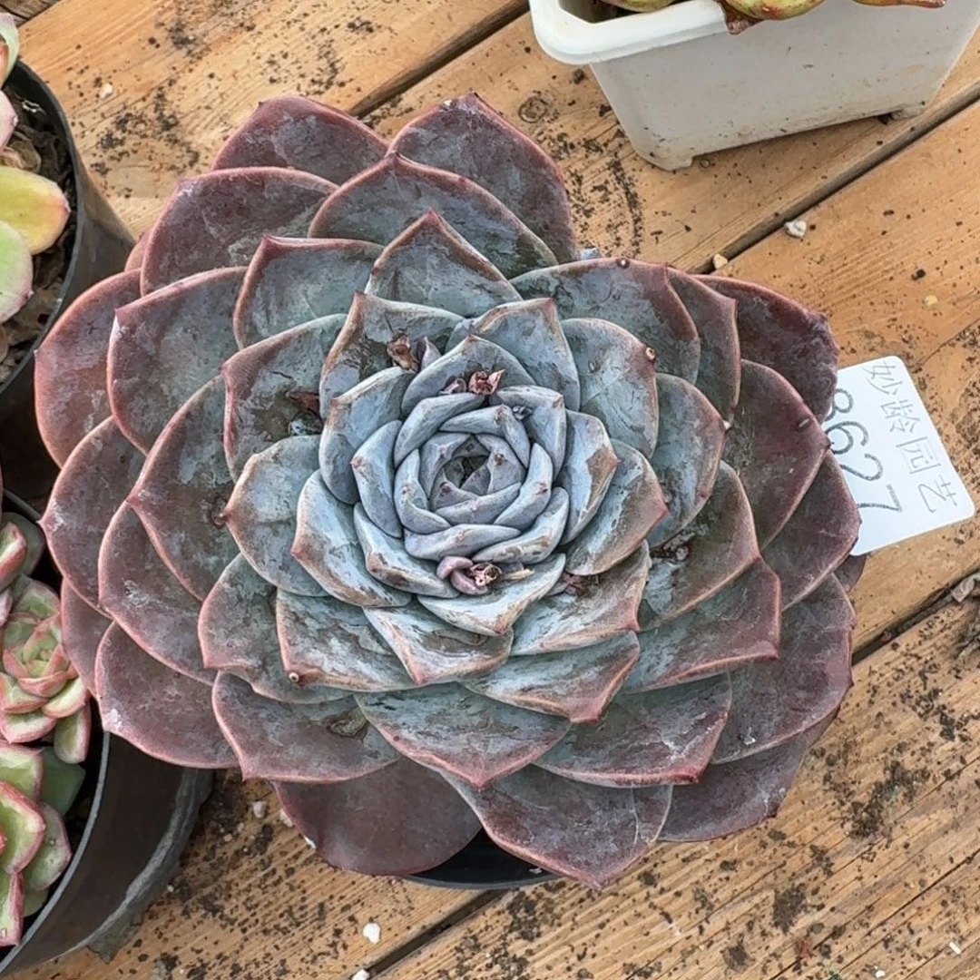 8627叶片有伤特价处理