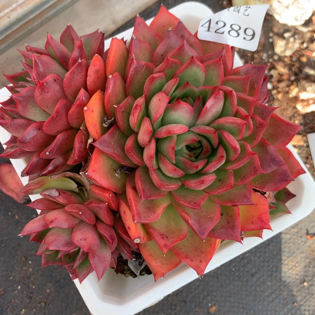 4289杂交多肉植物