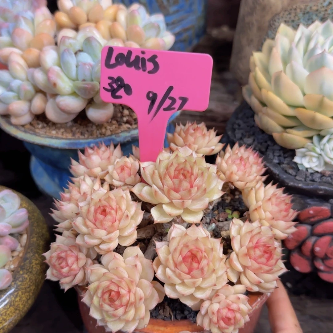 louis马来西亚姐姐多肉植物