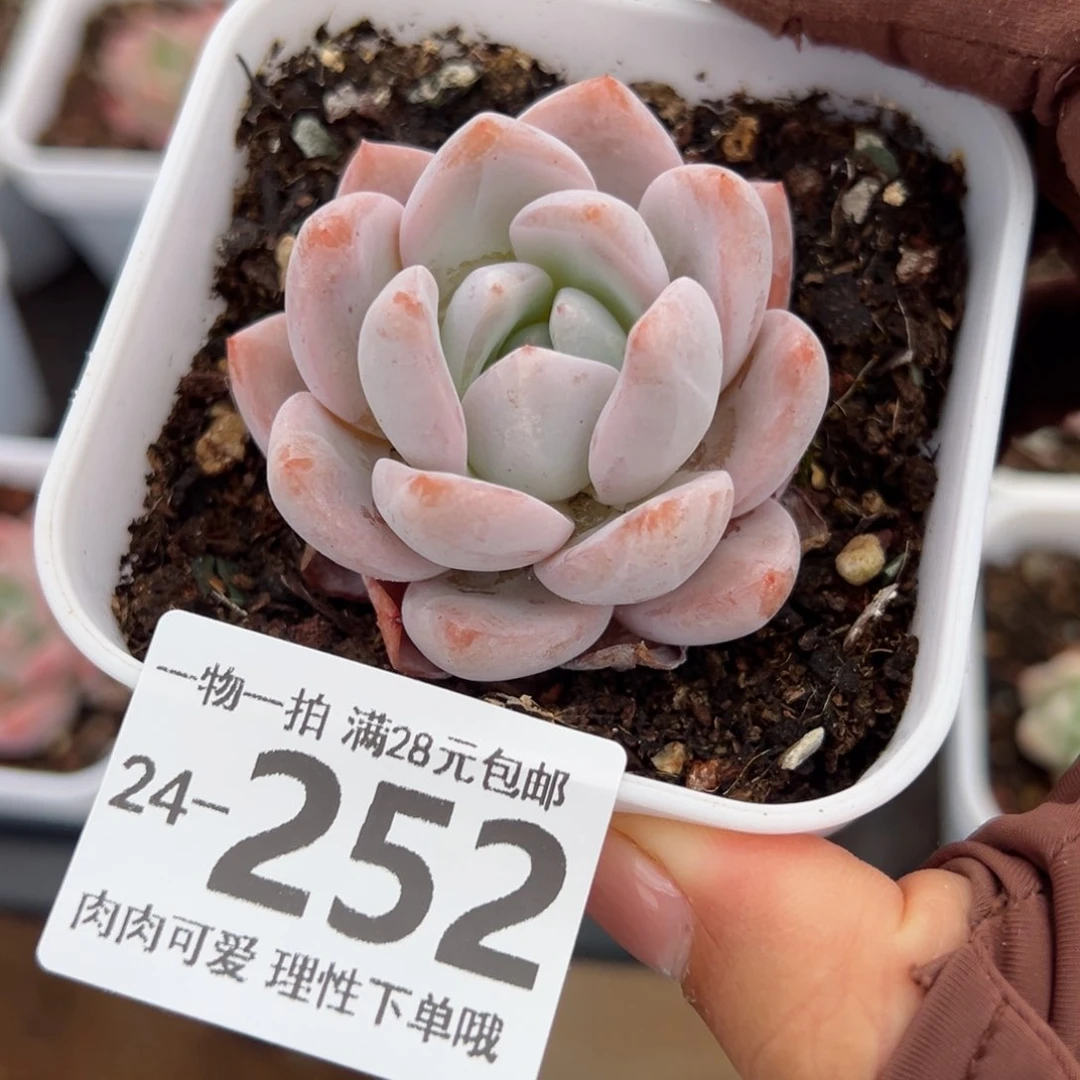 橙梦露多肉多肉多肉多肉