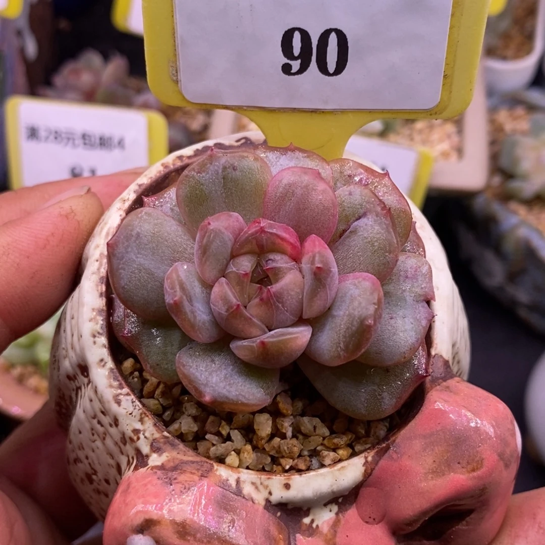 490红恋锦多肉…………
