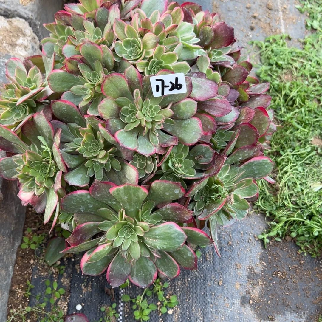 26粉花妖多肉多肉