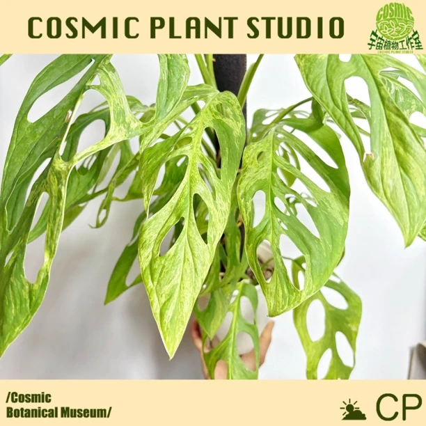 宇宙植物/ 薄荷仙洞锦龟背竹/爬藤热带植物 ins 绿植  网红盆栽