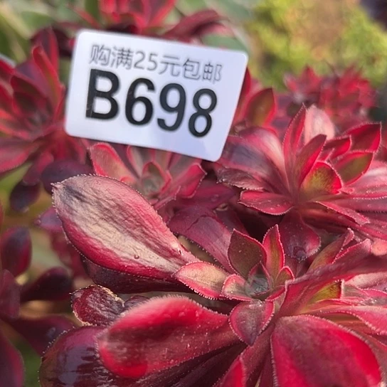 艾****姐多肉植物一个