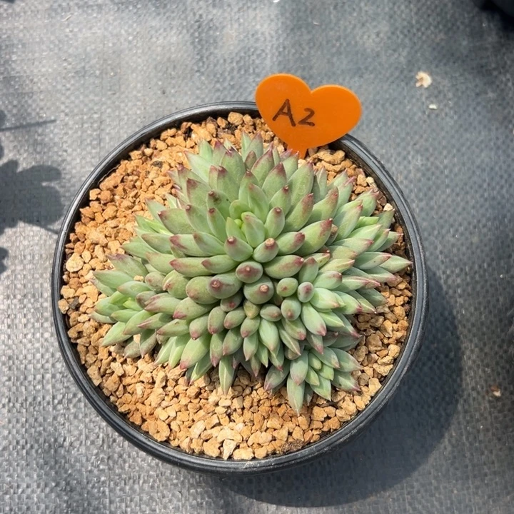 无花朵w**.多肉葡萄等经济林木
