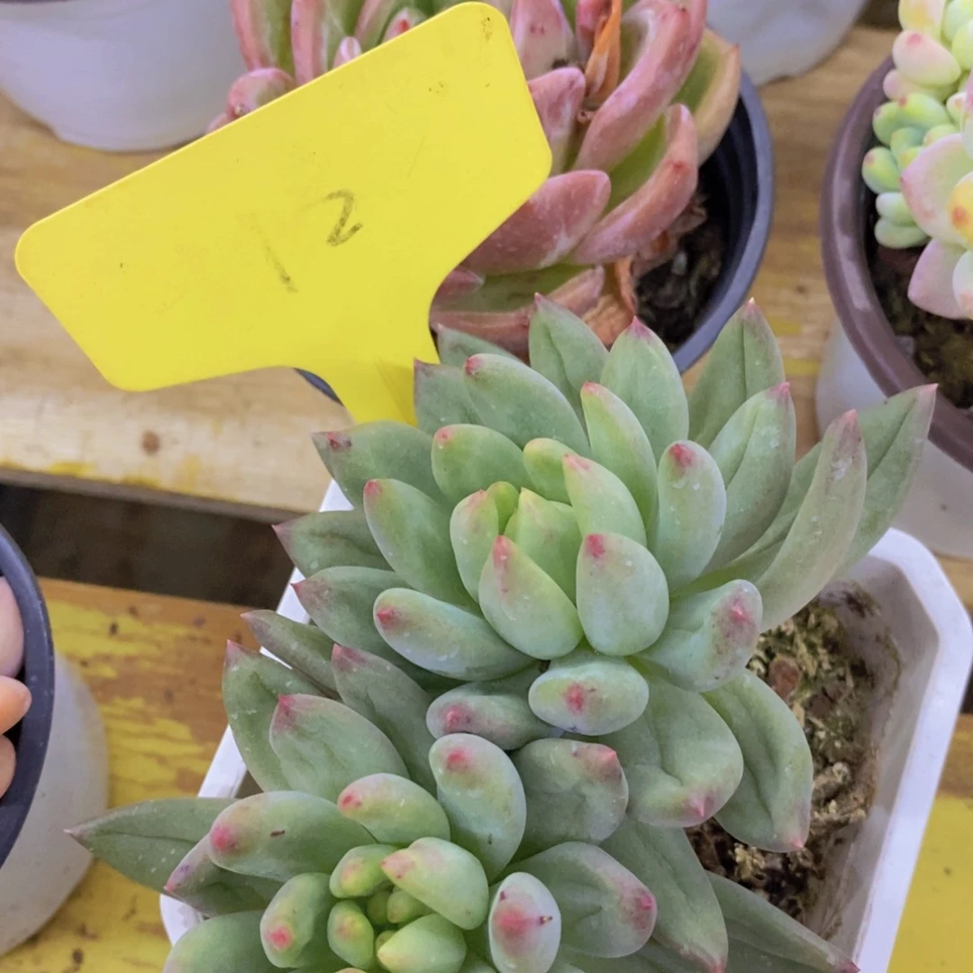 一物一拍，活动场，最后一场