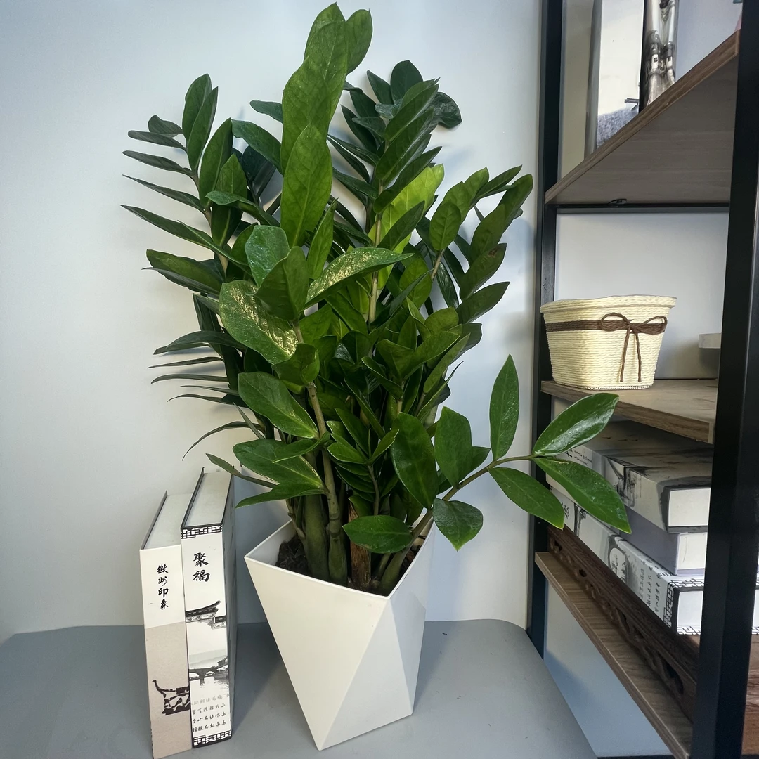 金钱树盆栽观叶四季植物造景恢复室内盆栽绿植花卉客厅绿植大盆栽