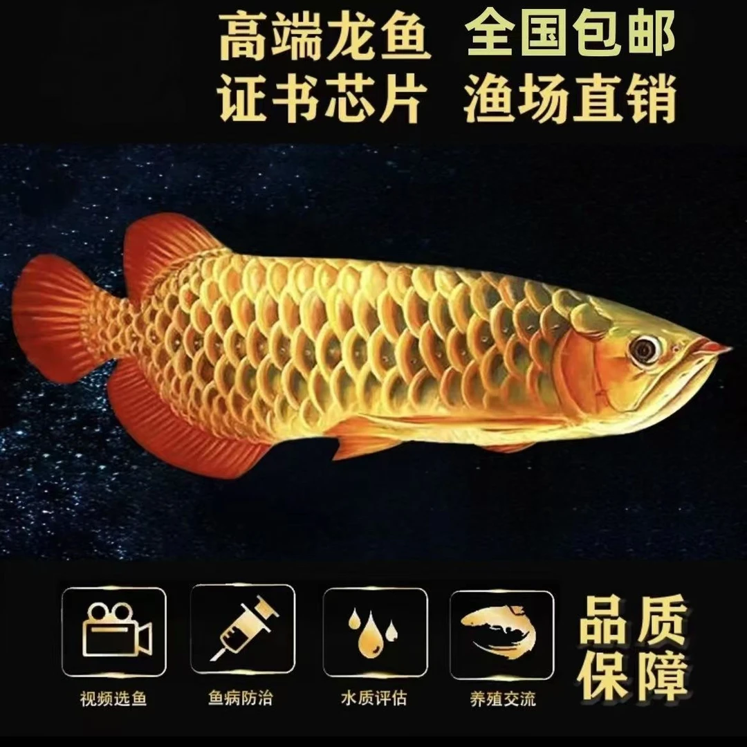 金龙鱼活鱼金头蓝底过背红龙古典蓝底金龙高端热带观赏鱼练手