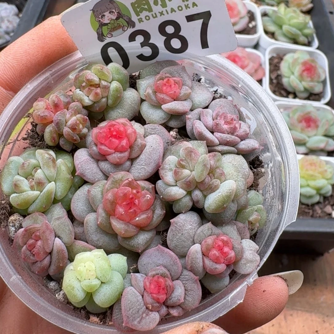 多肉植物多肉植物