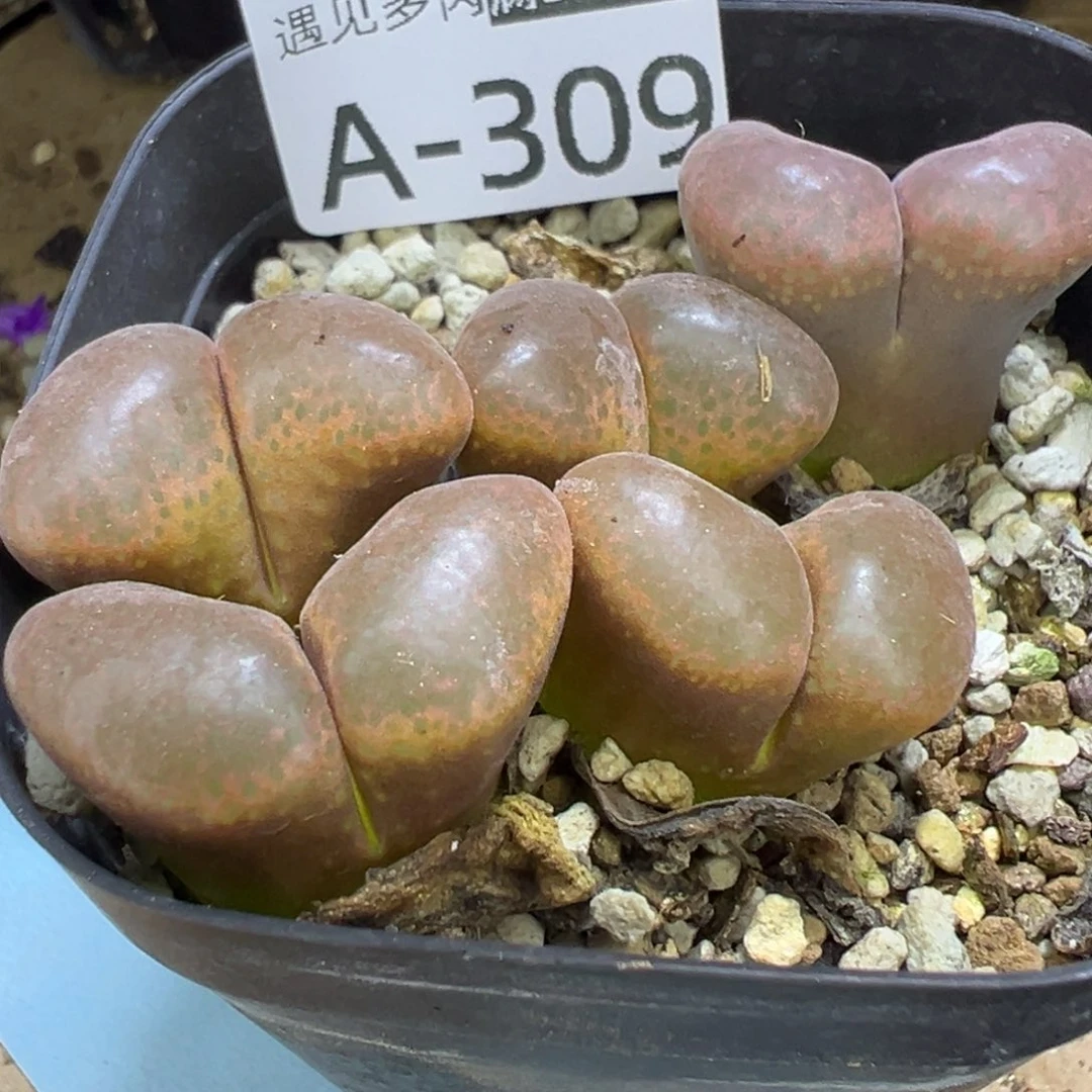 多肉植物111111111111
