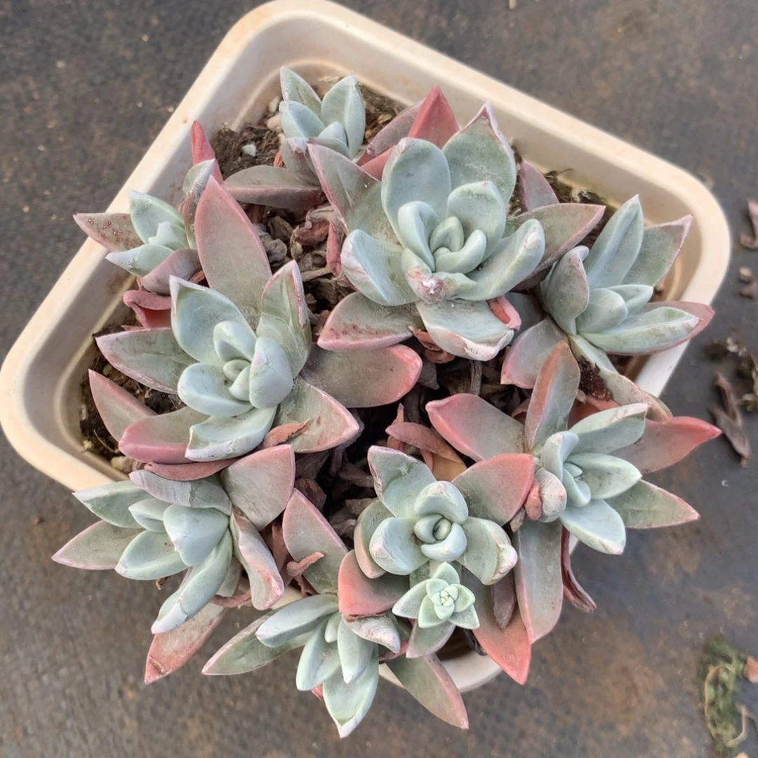 泡芙杂，2月8日发货