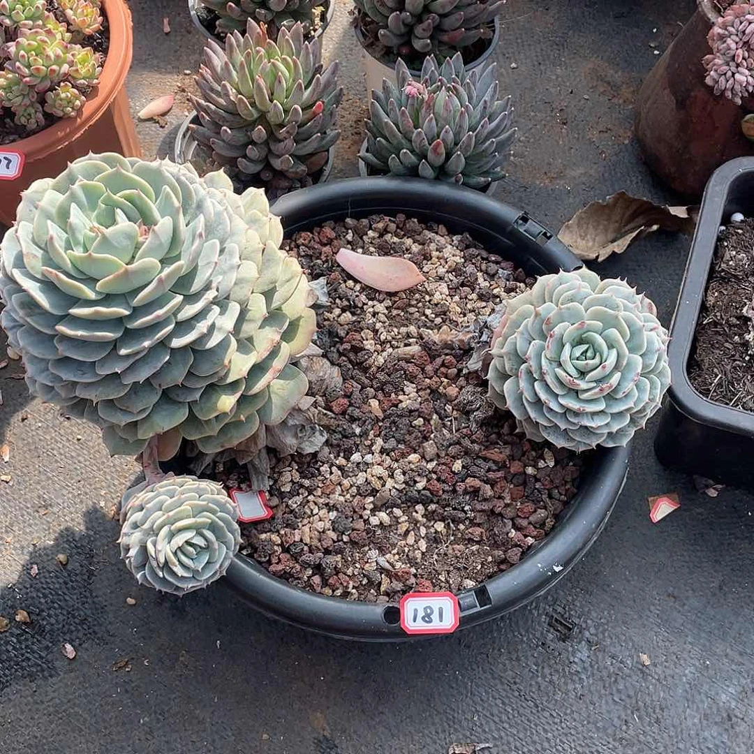 181雪域 一物一拍多肉