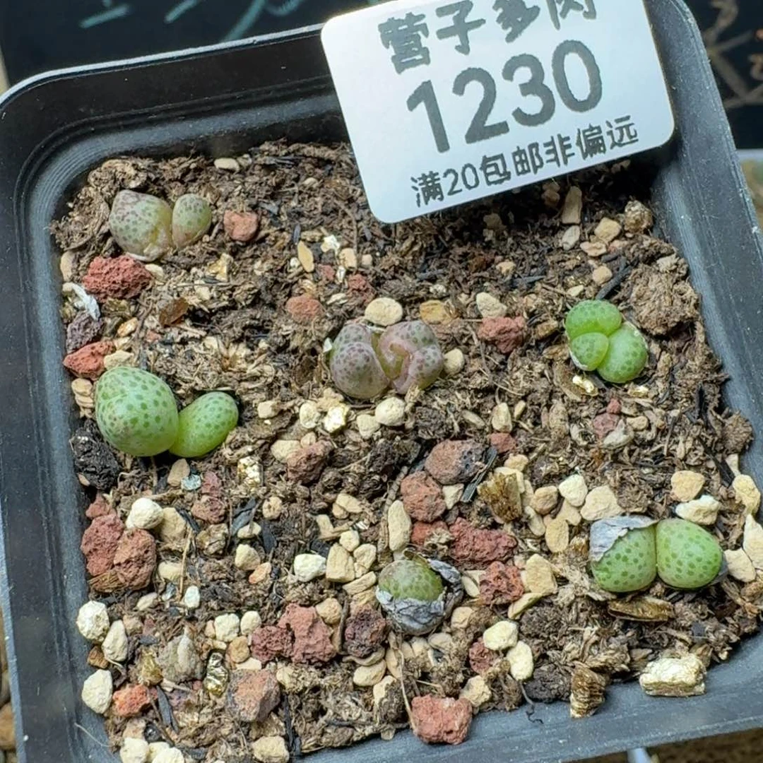 龙猫斑马带盆土