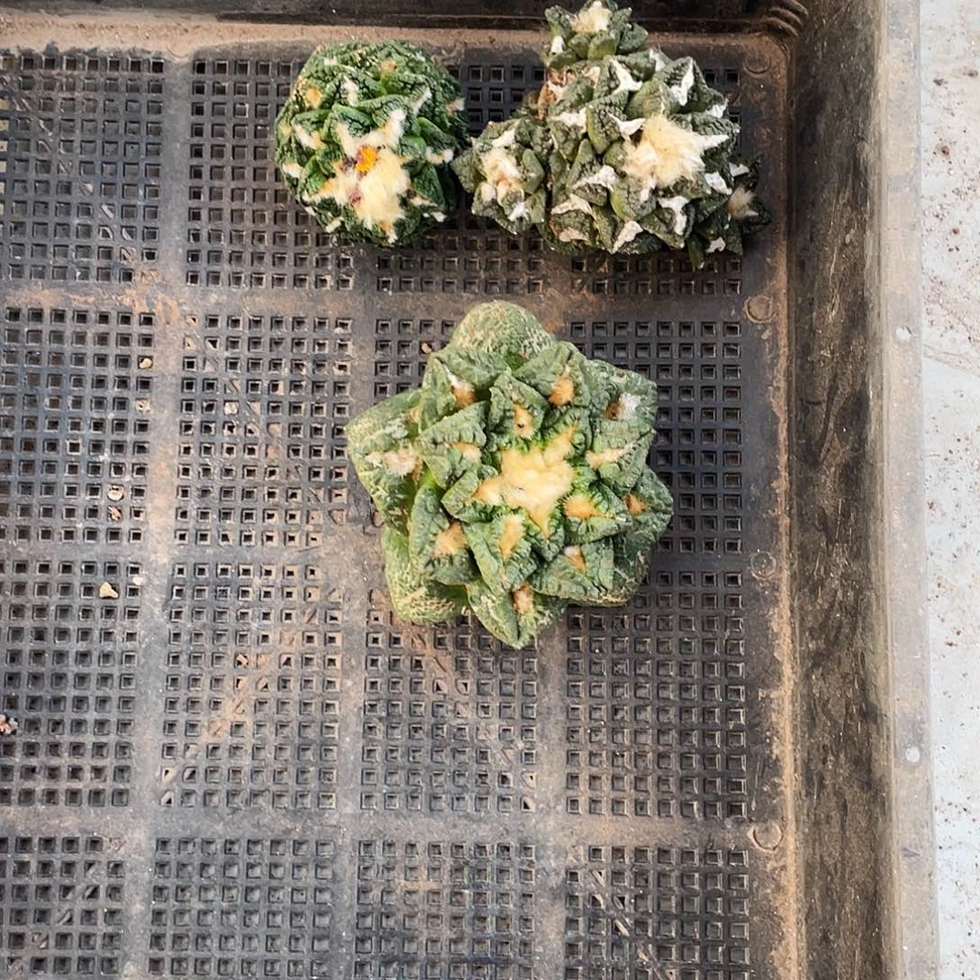 无花朵特价岩牡丹一物一拍