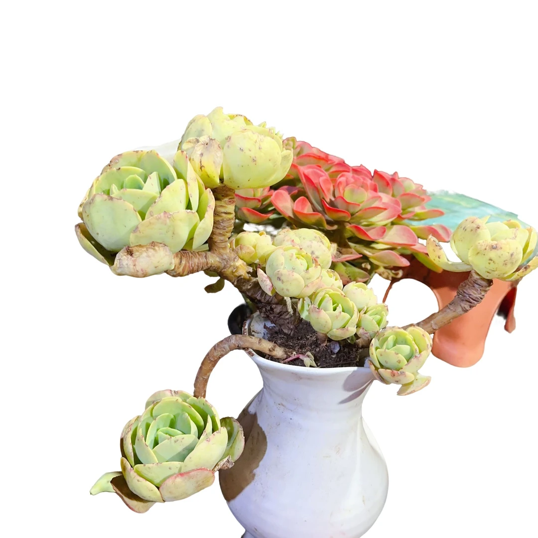 精品多肉  碧桃