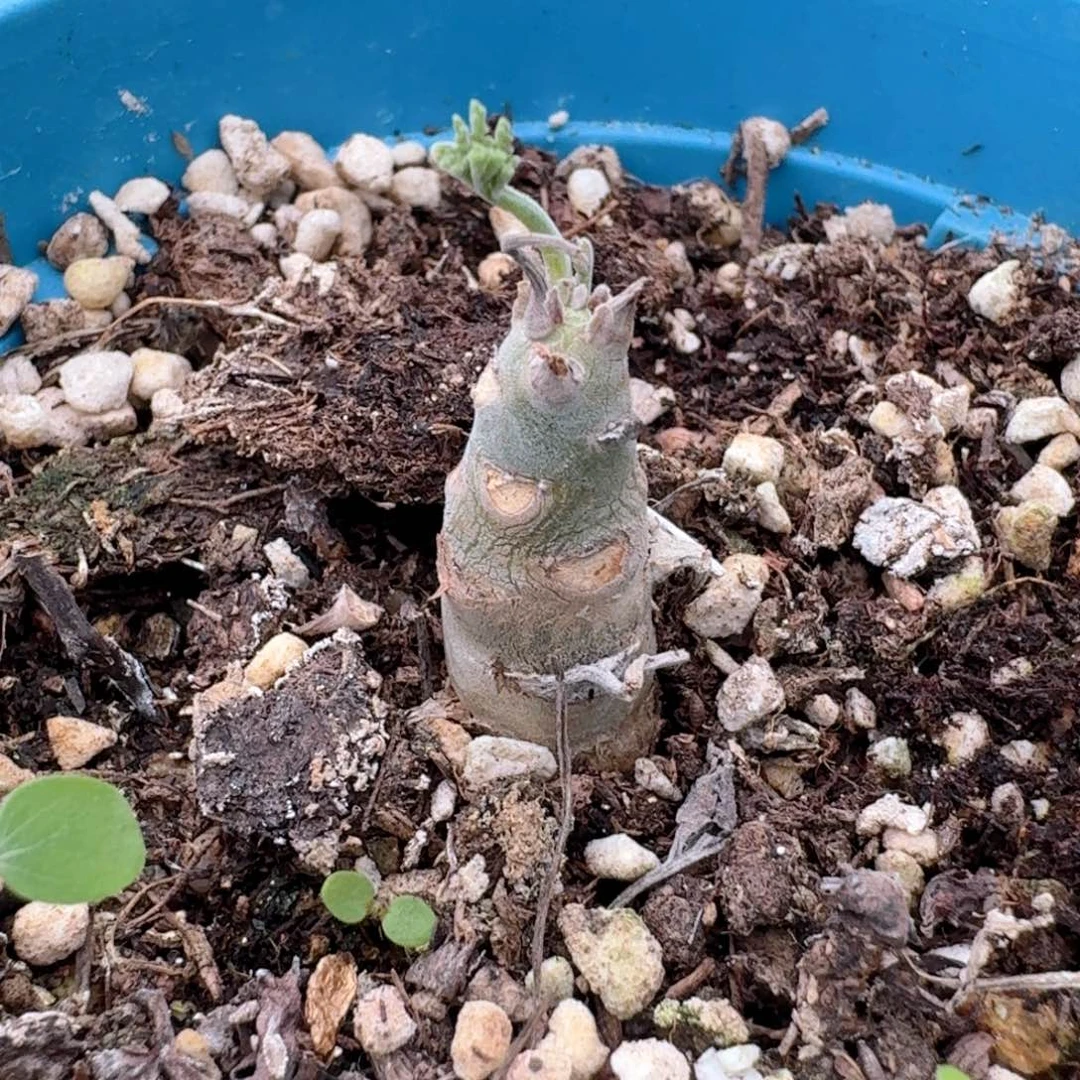 895枯野洋葵脱土发货