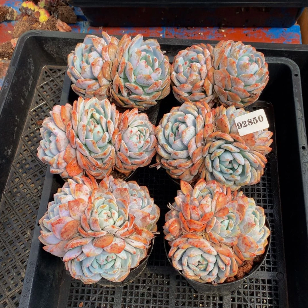 92850六个嗯嗯嗯嗯嗯好