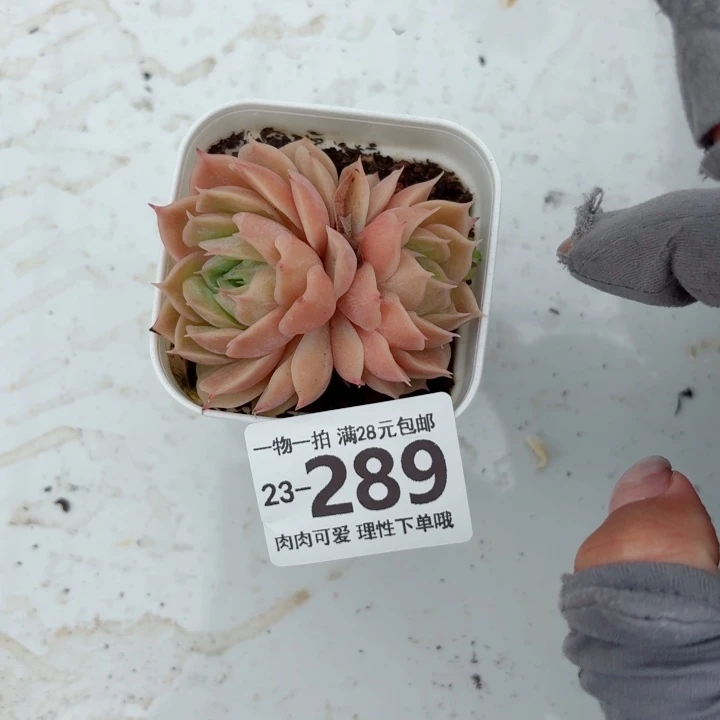 昂斯诺多肉无盆土发货无