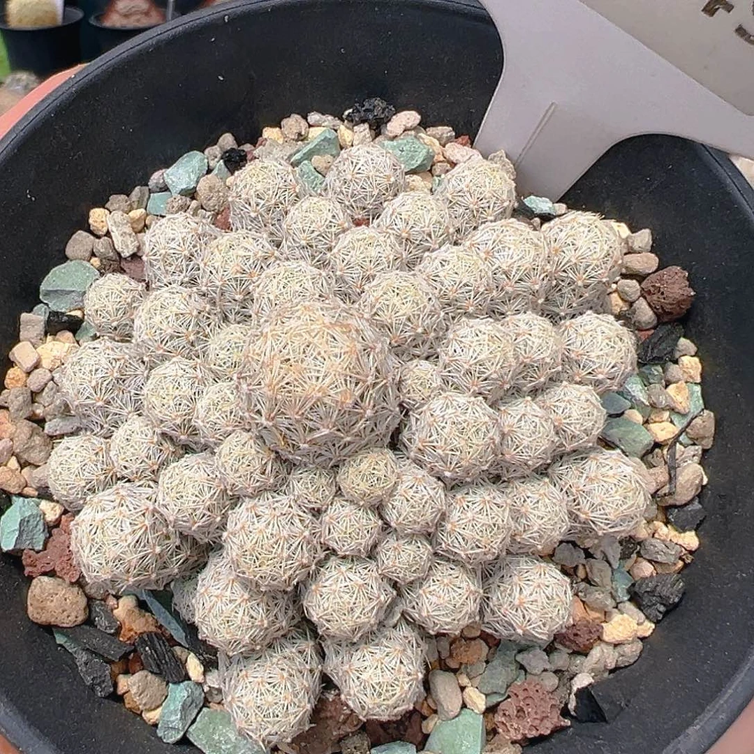 7049孤雁群实生裸根发