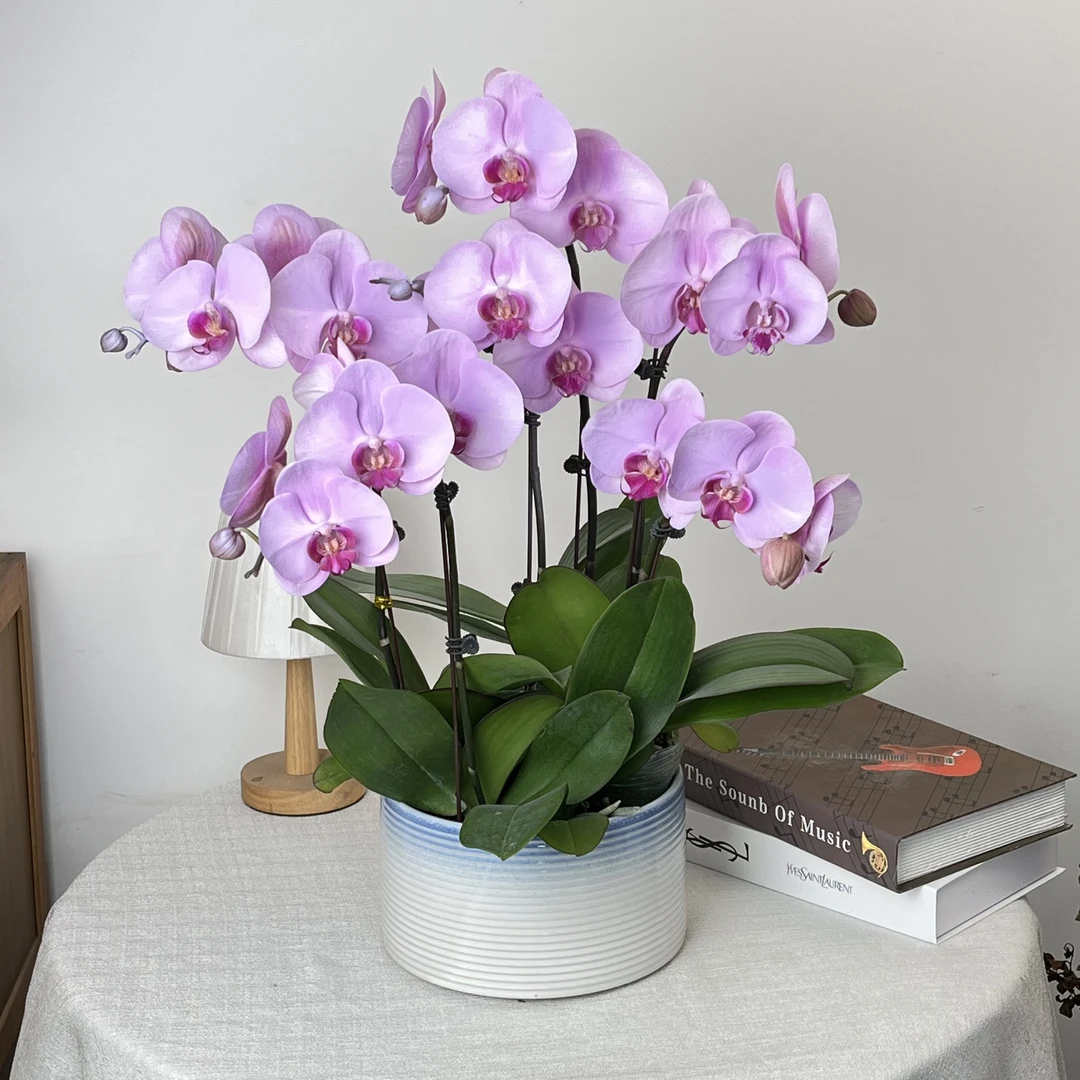 妗画【粉宝宝】高端蝴蝶兰艺术 开花株 幸福 花量大 送礼装饰期长