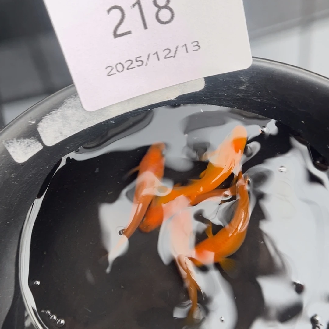 青鳉鱼218红帝五尾