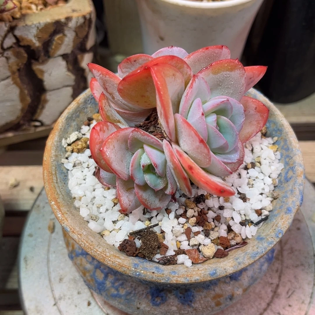 布鲁兰多肉植物duinvnvm