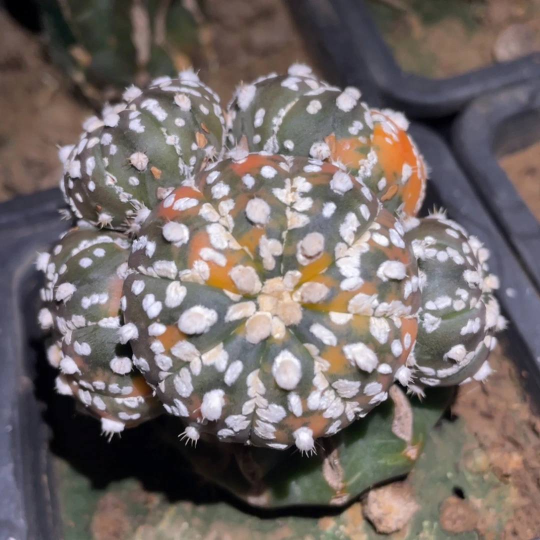 全部花朵雪花兜锦群体