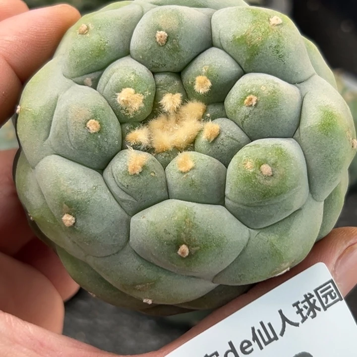 692可发货可帮发根