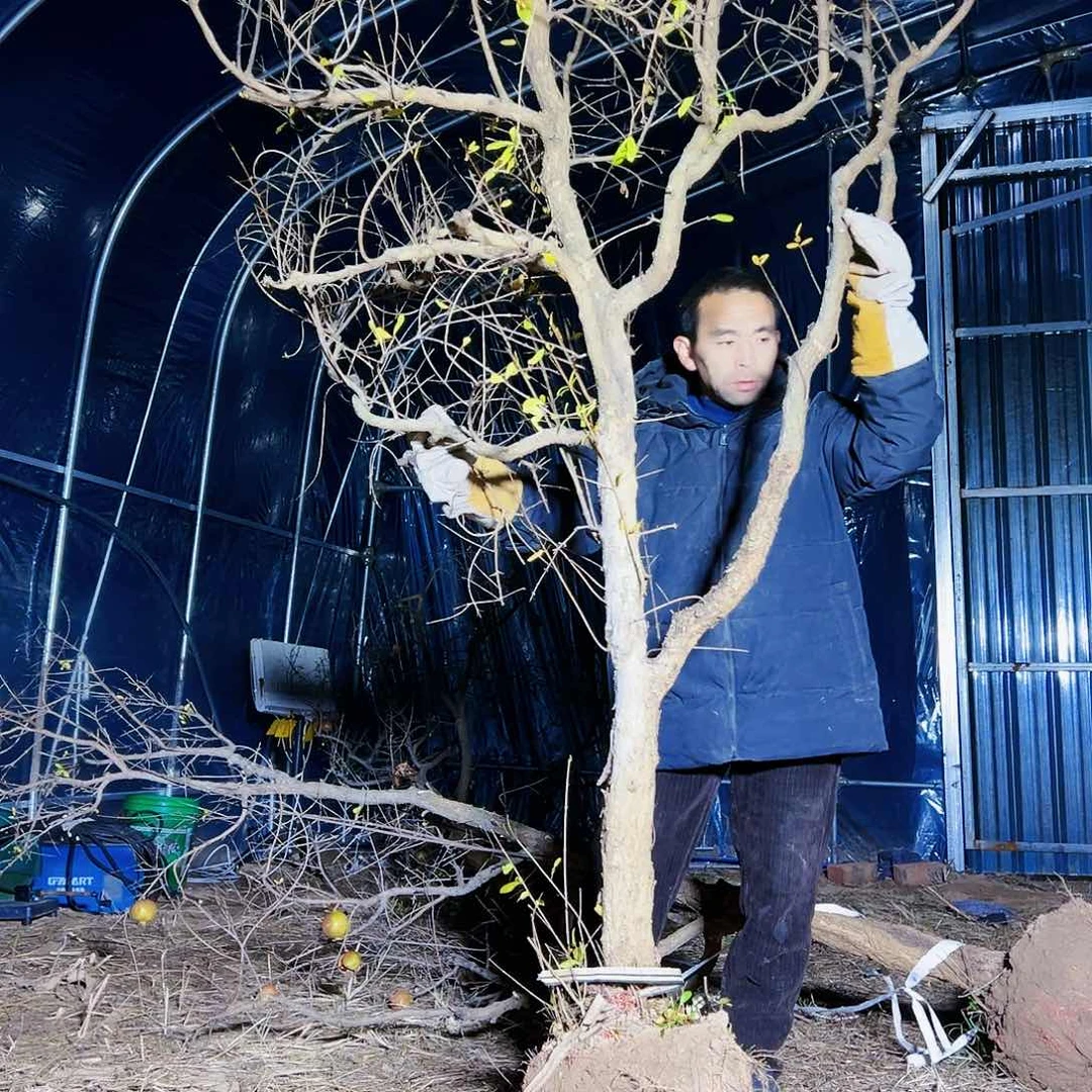 无花朵健健康康快快乐乐