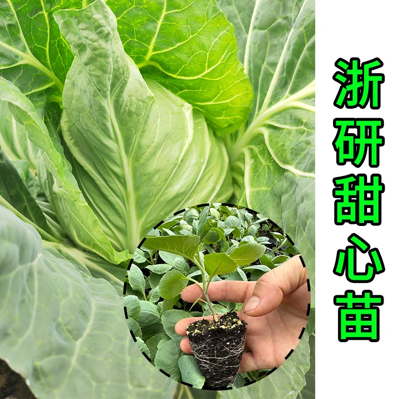 浙江农科院新品种 浙研甜心水果甘蓝苗包菜苗