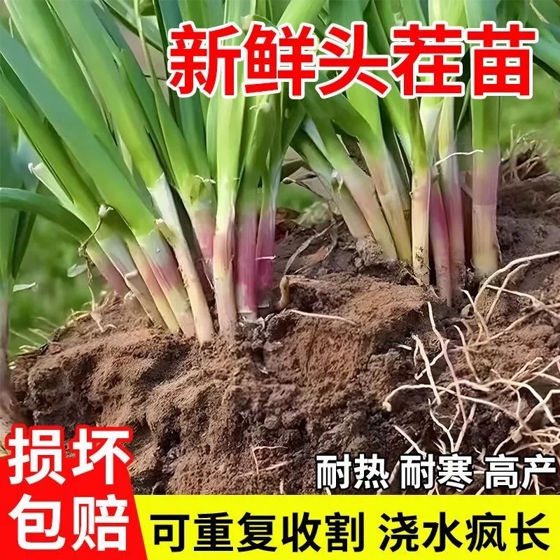 新鲜现挖紫根韭菜根苗宽叶四季可种室内室外阳台盆栽植物绿植正宗