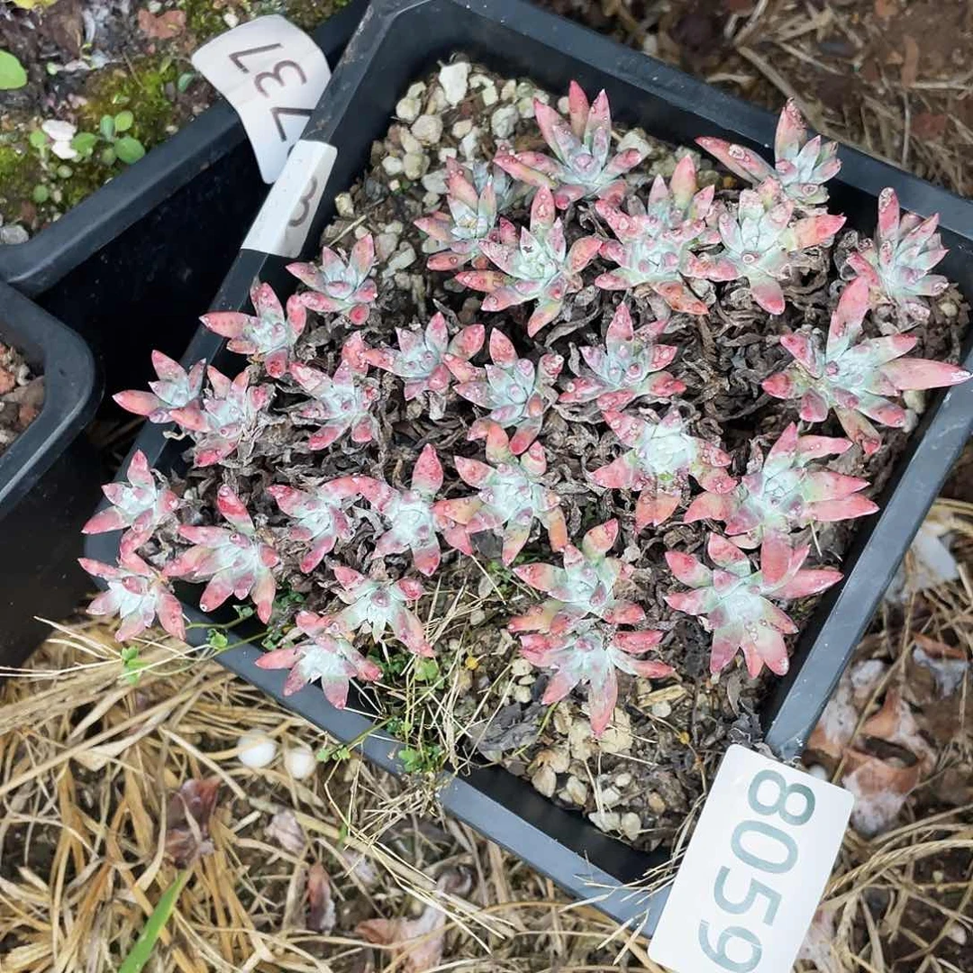 仙女杯老桩多头8059