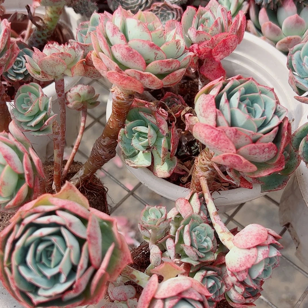 克罗地亚玫瑰多头造型精品二盆