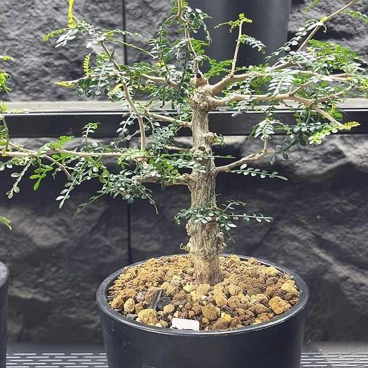 象足漆树一物一拍