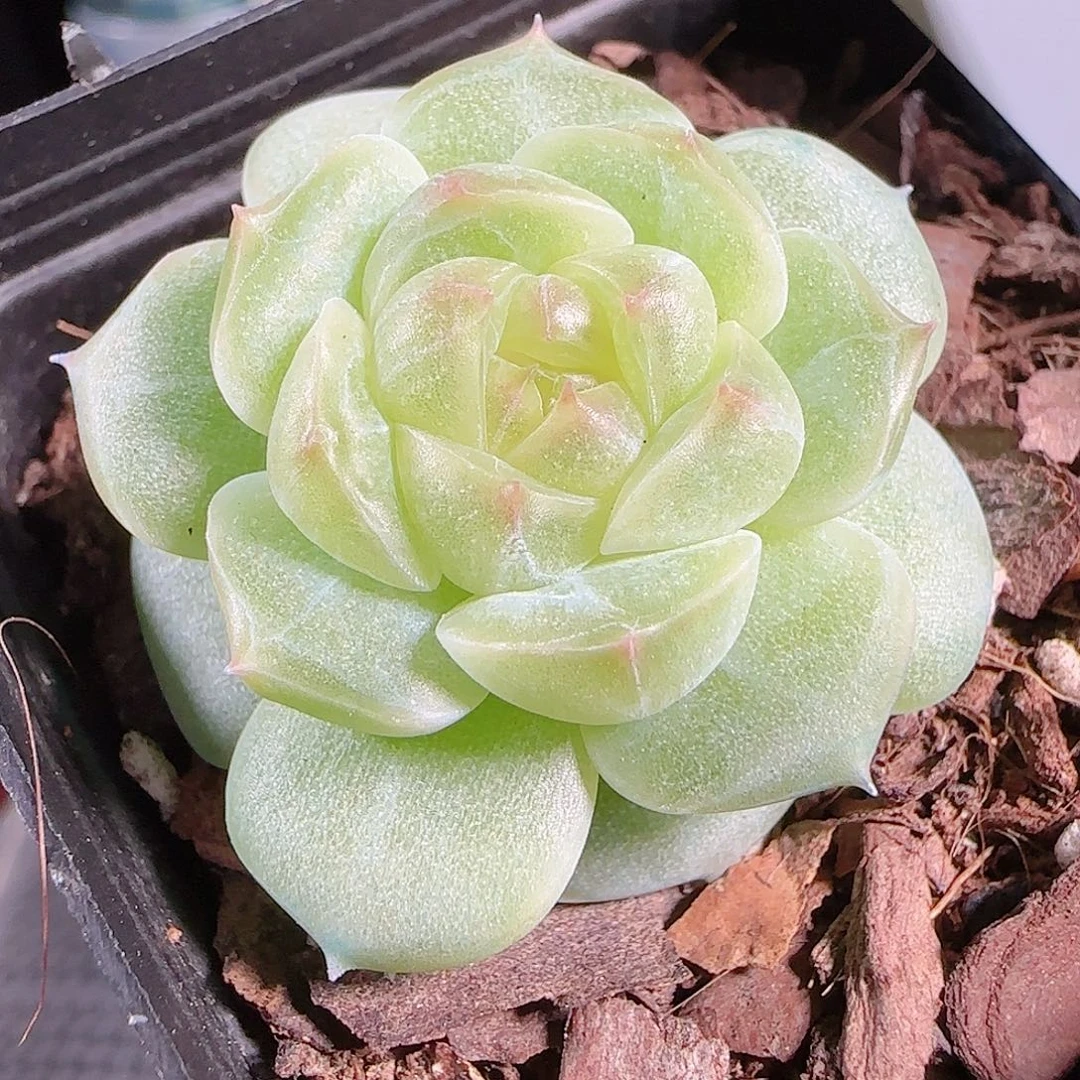 0913---127A29糖心珍妮