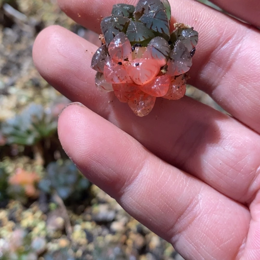 装***盒2485 一颗福利。