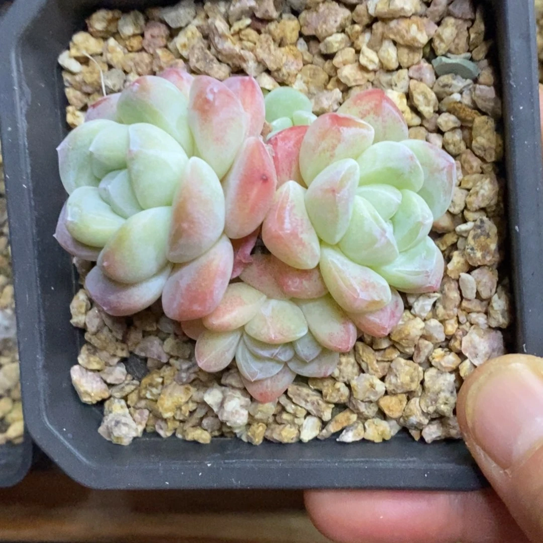 精品多肉一物一拍不包整412