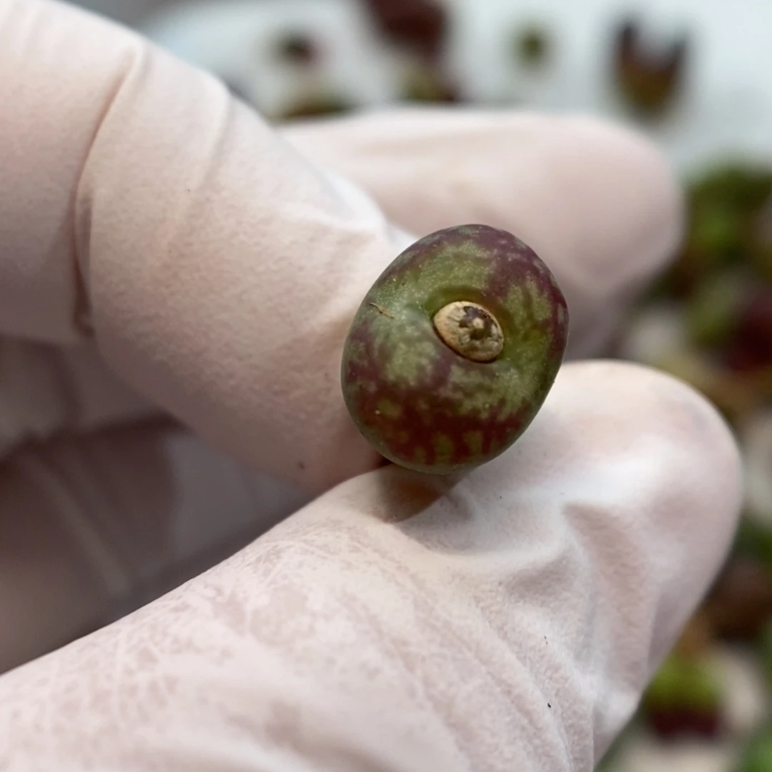 多肉植物肉锥杂交K-49