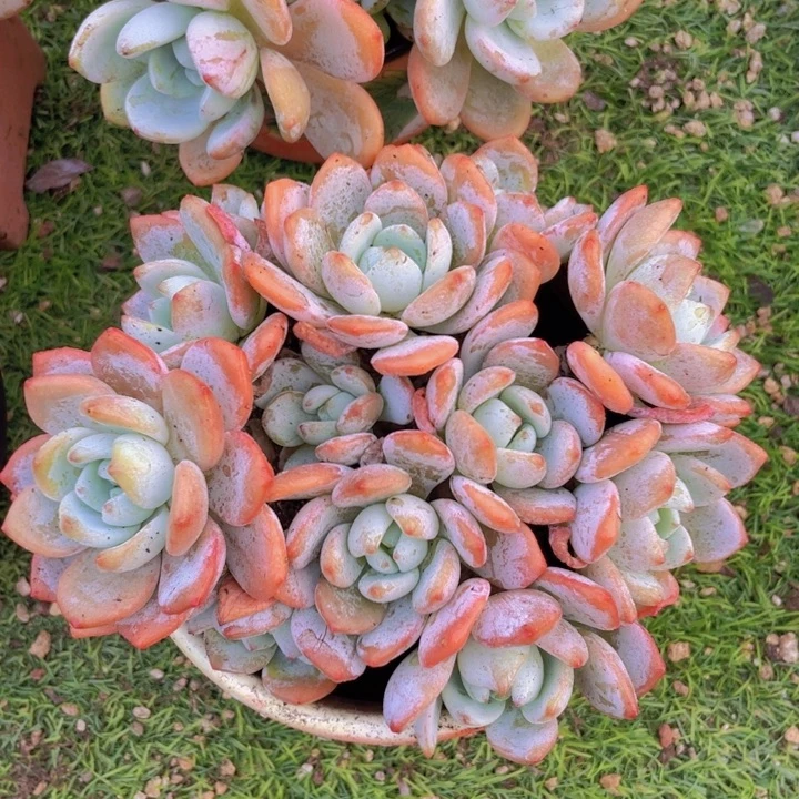 木白用户 群生冷香大老桩