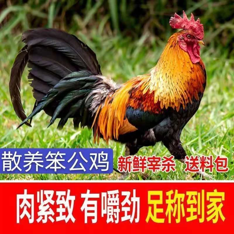 【3年老公鸡】8-斤农家散养大公鸡土鸡跑山鸡老公鸡现杀鸡肉整只 盼